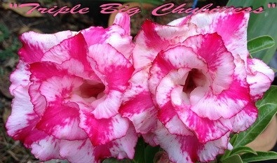 (image for) New Adenium \'Triple Big Chubbiness\' 5 Seeds